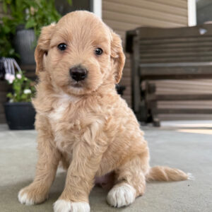 🐾 Female Golden Doodle for Sale (Vivia) – Miniature F1B | Apricot Coat | ICA Registered