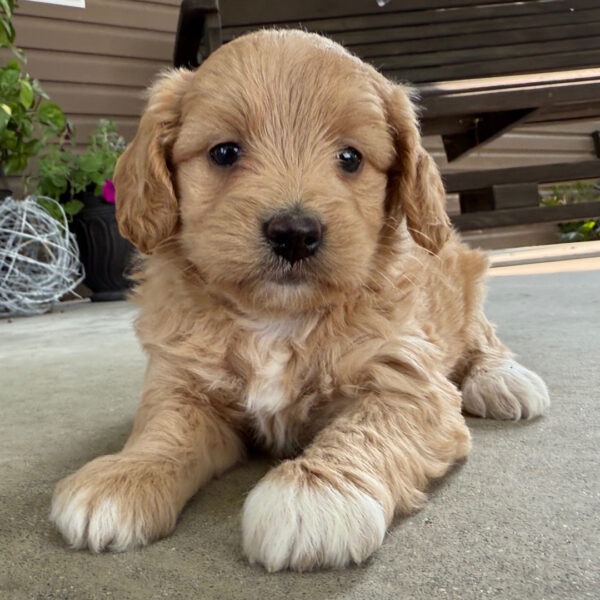 🐾 Female Golden Doodle for Sale (Vivia) – Miniature F1B | Apricot Coat | ICA Registered - Image 4