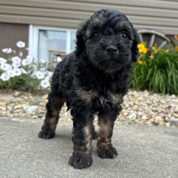 🐾 Female Golden Doodle for Sale (Valerie) – Miniature F1B | Black & Tan | - Image 4