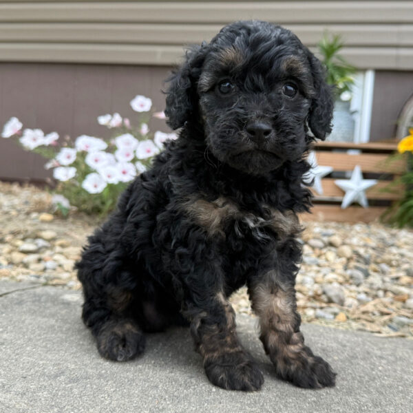 🐾 Female Golden Doodle for Sale (Valerie) – Miniature F1B | Black & Tan | - Image 2