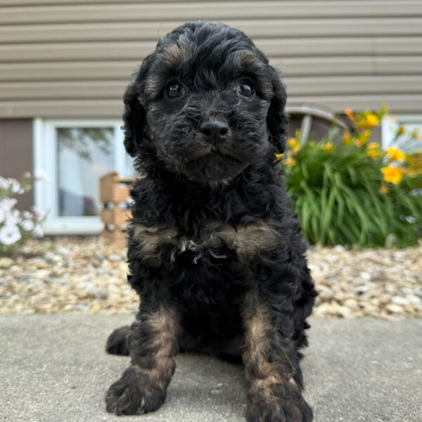 🐾 Female Golden Doodle for Sale (Valerie) – Miniature F1B | Black & Tan | - Image 3