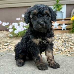 🐾 Female Golden Doodle for Sale (Valerie) – Miniature F1B | Black & Tan |