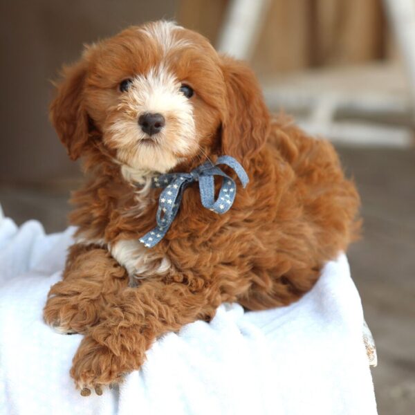 🐾 Male Golden Doodle for Sale (Bradley) – Miniature F1B | Red Coat | 9 Weeks Old - Image 4
