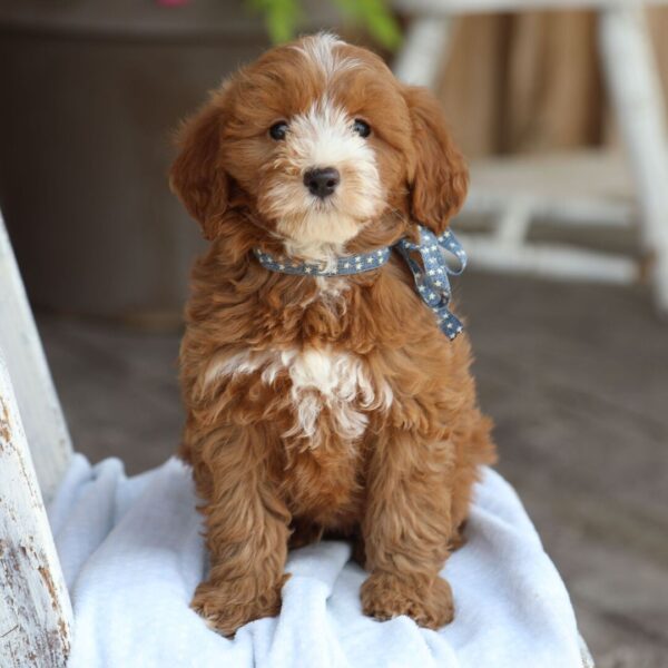 🐾 Male Golden Doodle for Sale (Bradley) – Miniature F1B | Red Coat | 9 Weeks Old - Image 3