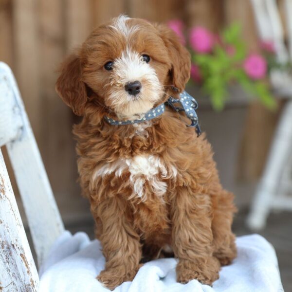 🐾 Male Golden Doodle for Sale (Bradley) – Miniature F1B | Red Coat | 9 Weeks Old - Image 2