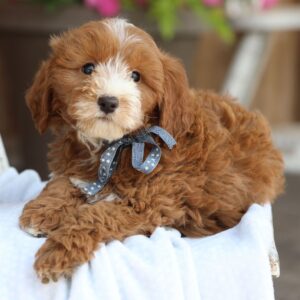 🐾 Male Golden Doodle for Sale (Bradley) – Miniature F1B | Red Coat | 9 Weeks Old