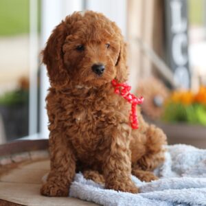🐾 Female Golden Doodle for Sale (Alyssa) – Miniature F1B | Red Coat | Ready Today