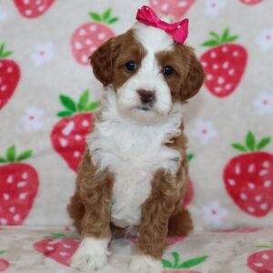🐾 Female Golden Doodle for Sale (Lolly) – Miniature F1B | Red Coat | 6 Weeks Old