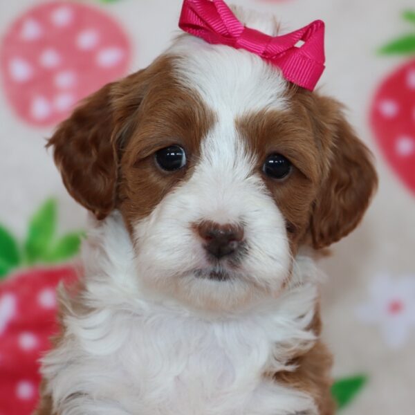 🐾 Female Golden Doodle for Sale (Lolly) – Miniature F1B | Red Coat | 6 Weeks Old - Image 4