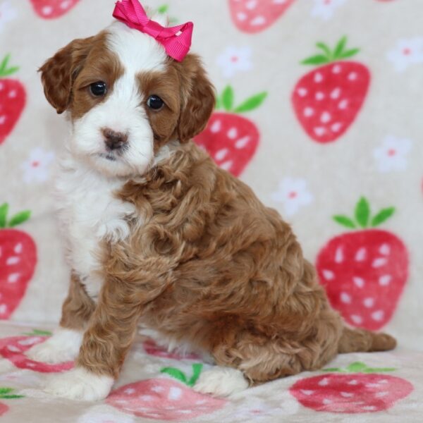 🐾 Female Golden Doodle for Sale (Lolly) – Miniature F1B | Red Coat | 6 Weeks Old - Image 3