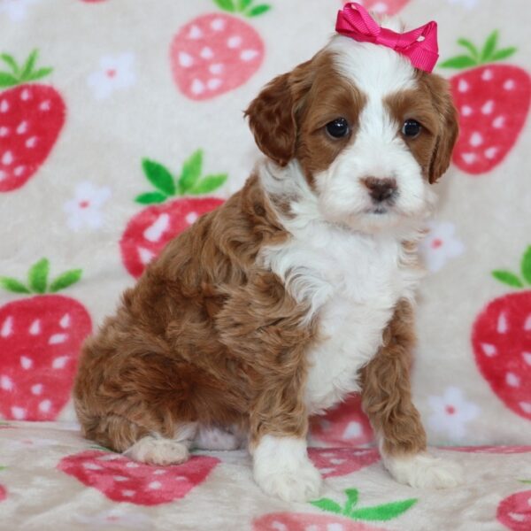 🐾 Female Golden Doodle for Sale (Lolly) – Miniature F1B | Red Coat | 6 Weeks Old - Image 2