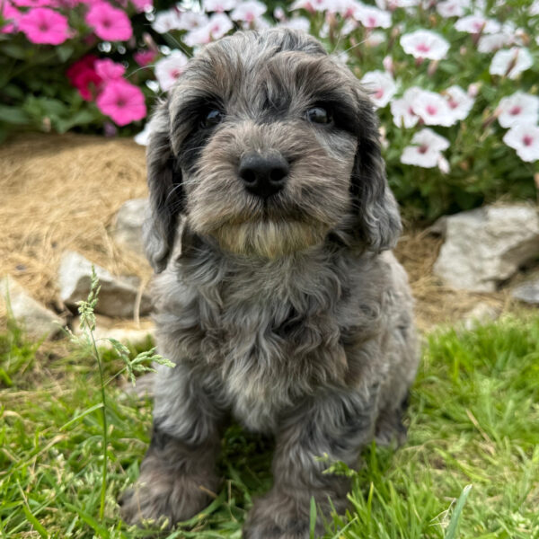 🐾 Male Golden Doodle for Sale (Sunny) – Miniature F1B | Blue Merle Coat | UABR Registered - Image 3