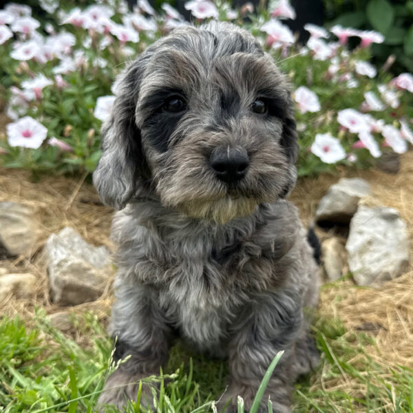 🐾 Male Golden Doodle for Sale (Sunny) – Miniature F1B | Blue Merle Coat | UABR Registered - Image 4