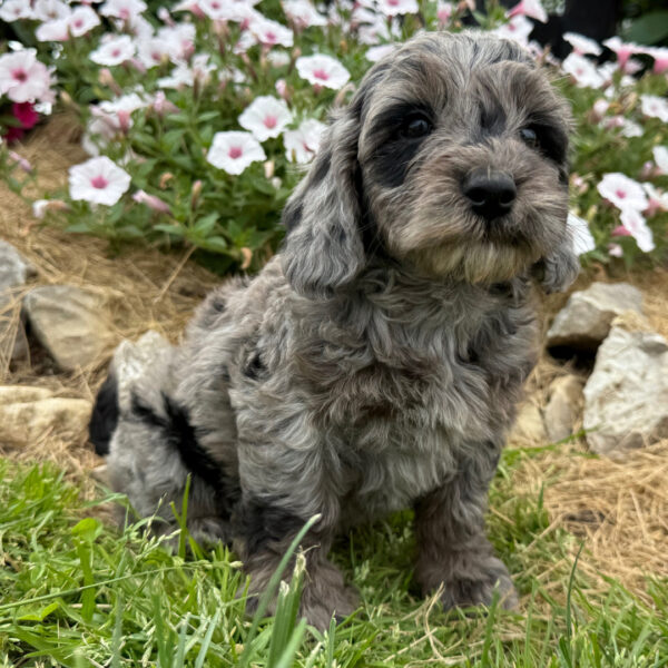 🐾 Male Golden Doodle for Sale (Sunny) – Miniature F1B | Blue Merle Coat | UABR Registered - Image 2