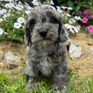 🐾 Male Golden Doodle for Sale (Sunny) – Miniature F1B | Blue Merle Coat | UABR Registered