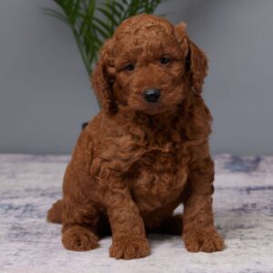 🐾 Barrett – Male Golden Doodle Puppy (F1, Red Coat, Medium Size)