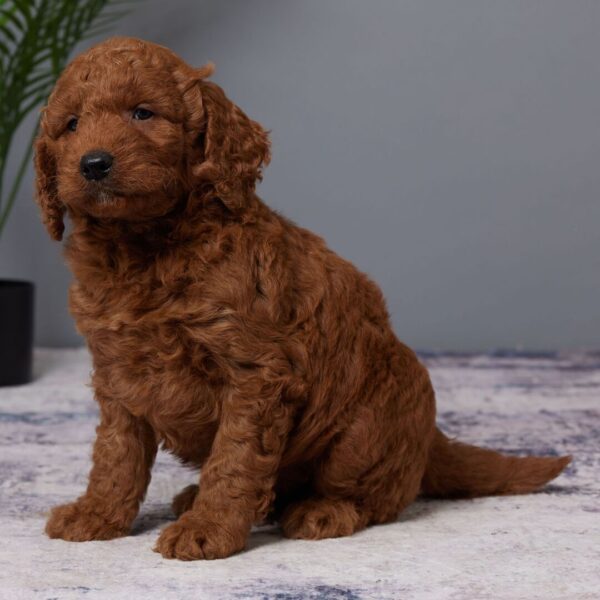 🐾 Barrett – Male Golden Doodle Puppy (F1, Red Coat, Medium Size) - Image 2