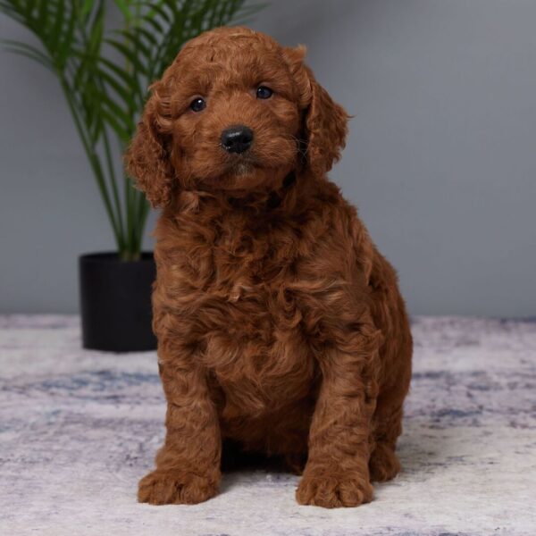🐾 Barrett – Male Golden Doodle Puppy (F1, Red Coat, Medium Size) - Image 3