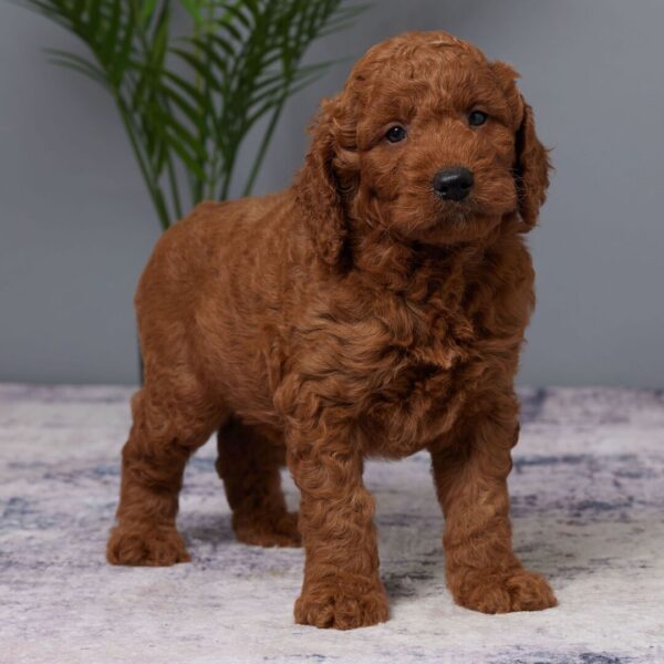 🐾 Barrett – Male Golden Doodle Puppy (F1, Red Coat, Medium Size) - Image 4