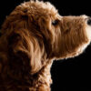 Why Golden Doodles Make the Perfect Family Pet