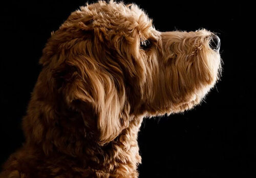 Why Golden Doodles Make the Perfect Family Pet