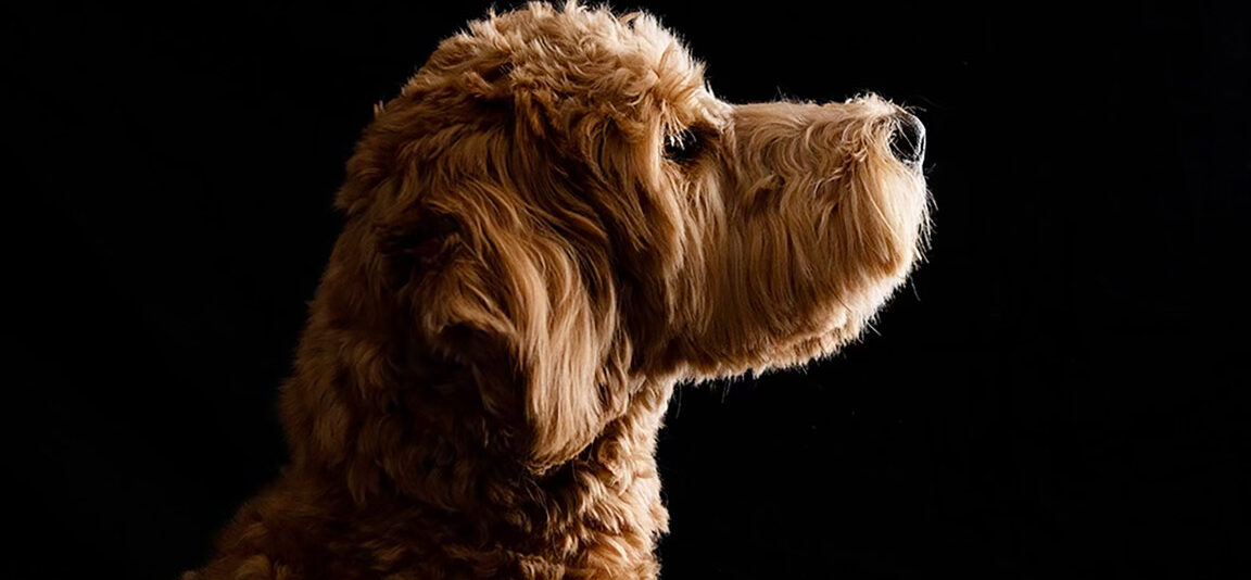 Why Golden Doodles Make the Perfect Family Pet
