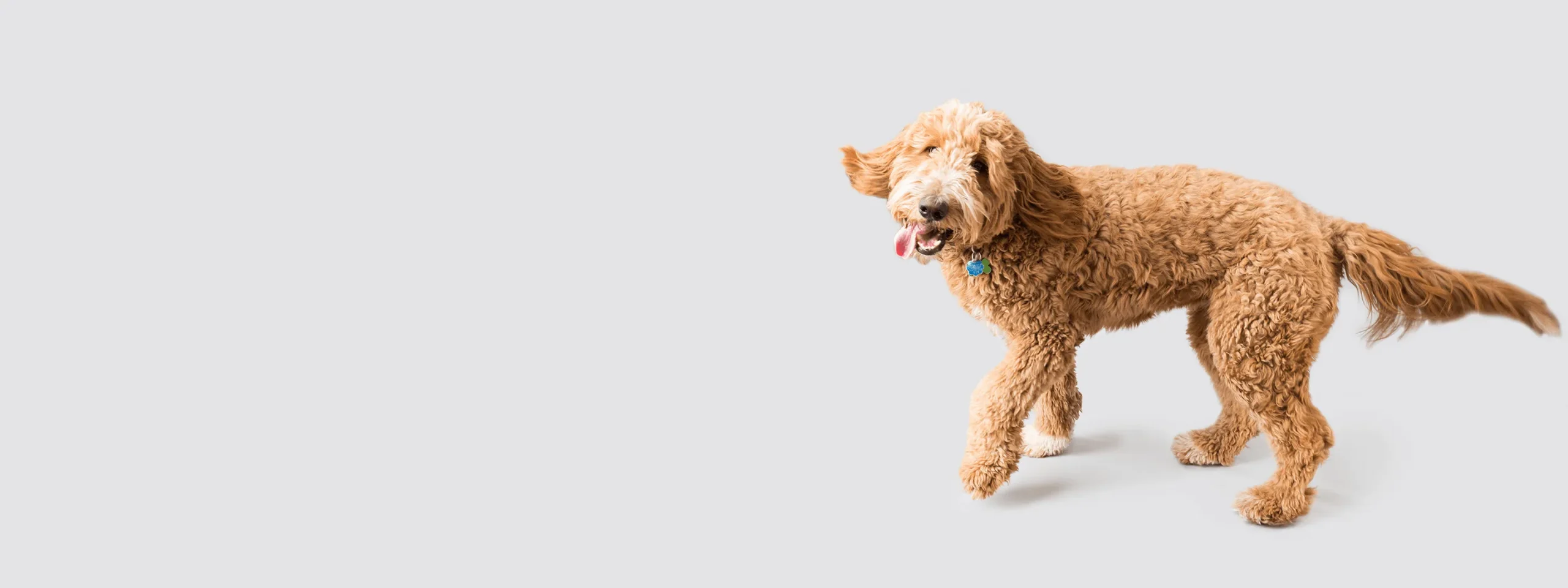 We specialize in providing you with high Quality Golden Doodle Puppies
