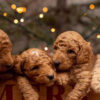 Why Golden Doodles Make the Perfect Family Dogs