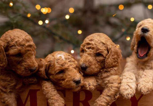 Why Golden Doodles Make the Perfect Family Dogs